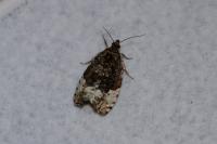 Hedya pruniana