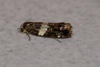 Olindia schumacherana