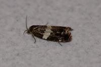 Olindia schumacherana