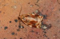Archips xylosteana