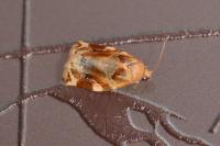 Archips xylosteana