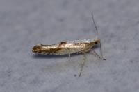 Argyresthia bonnetella