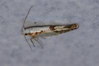 Argyresthia bonnetella