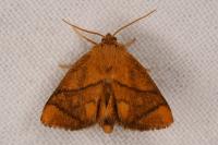 Apoda limacodes