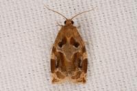 Archips xylosteana