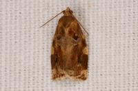 Archips xylosteana