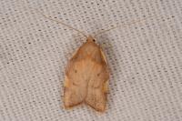 Carcina quercana