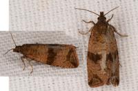 Celypha striana