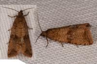 Celypha striana