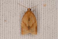 Clepsis consimilana