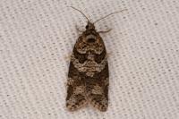 Cnephasia