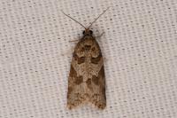 Cnephasia