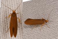 Crassa unitella