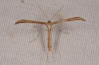 Emmelina monodactyla