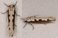 Ethmia bipunctella