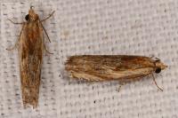 Eucosma gr. cana