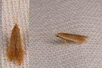 Coleophora