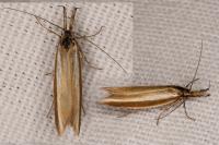 Pleurota aristella