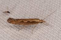 Plutella xylostella