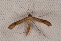 Stenoptilia