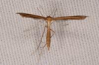 Stenoptilia