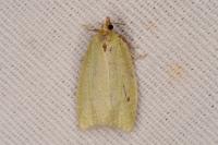 Tortrix viridana