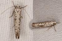 Yponomeuta irrorella