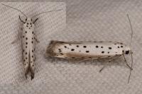 Yponomeuta