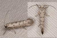 Yponomeuta