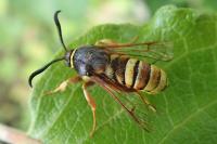 Sesia bembeciformis