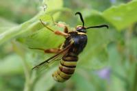 Sesia bembeciformis