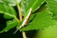 Ypsolopha nemorella