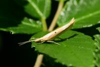 Ypsolopha nemorella
