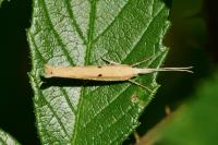 Ypsolopha nemorella
