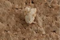 Acleris ferrugana/notana