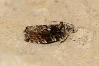 Eudemis profundana