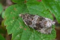 Orthotaenia undulana