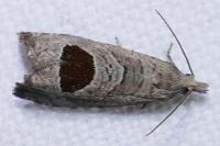 Notocelia uddmanniana