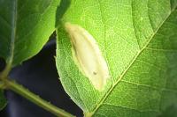 Coptotriche angusticollella