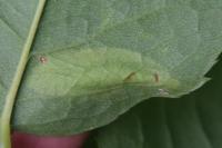 Coptotriche angusticollella
