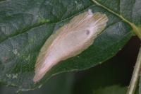 Coptotriche angusticollella