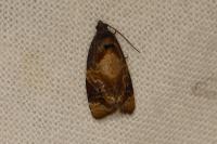Ditula angustiorana