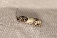 Epinotia thapsiana