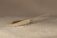 Coleophora