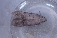 Teleiodes vulgella