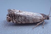 Epinotia tedella