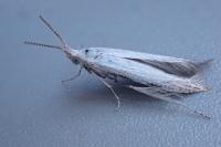 Coleophora kuehnella
