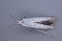Coleophora kuehnella