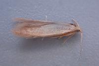 Coleophora flavipennella