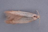 Coleophora flavipennella